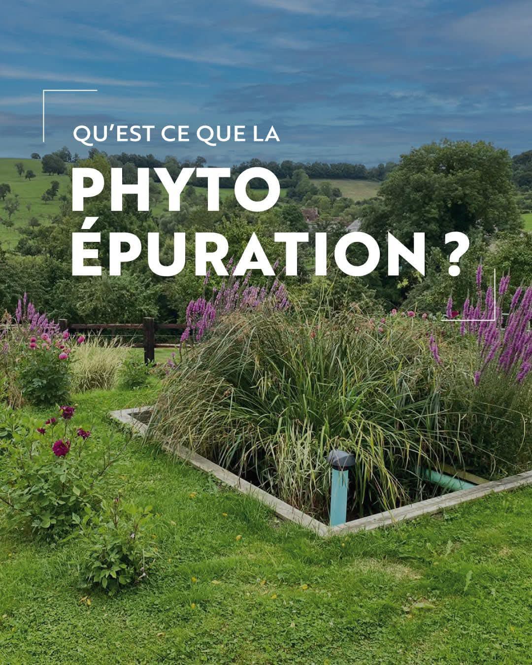 Principe de la phytoépuration par les plantes
